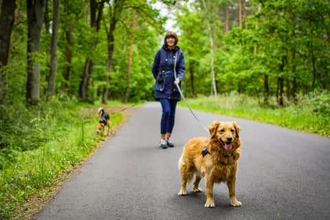 How Can I Make Walking My Dog Easier and More Enjoyable? - Shop Around The Palm