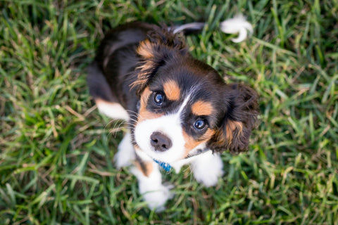 How Can You Encourage Your Dog to Drink More Water and Stay Entertained? Try This Creative Hack with a Slow Feed Bowl! - Shop Around The Palm