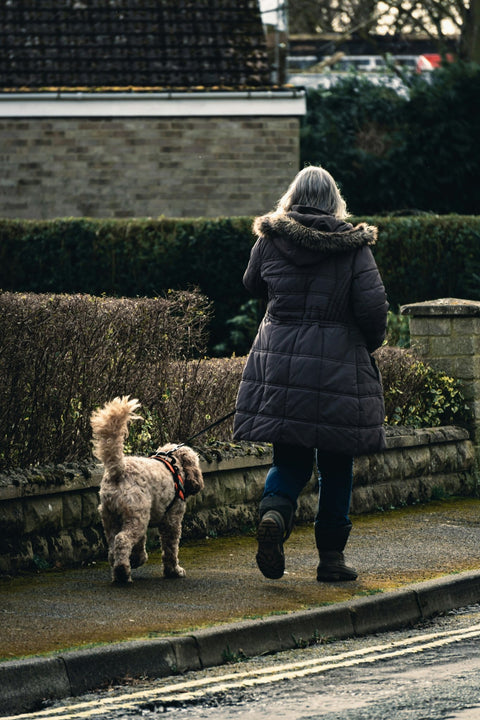 How Can You Train Your Dog Safely with a Prong Collar? Try This Prong Collar with a Cover for Discreet, Effective Training - Shop Around The Palm