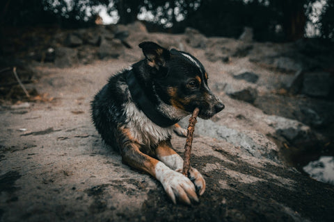 How Do You Choose Safe Dog Toys for Aggressive Chewers? Try This Virtually Indestructible Toy with a Warranty! - Shop Around The Palm