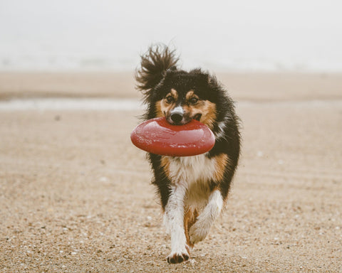 How Do You Exercise a High-Energy Dog? The KONG Flyer Helps with Mental and Physical Stimulation - Shop Around The Palm