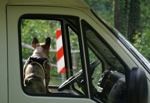 How Do You Keep a Chew-Happy Dog Safe in the Car? Try This No-Chew Car Restraint! - Shop Around The Palm