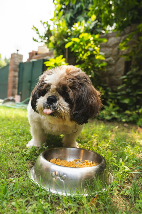 How Do You Keep Your Dog from Flipping Their Food or Water Bowl? Try This Anti-Tip Dog Bowl! - Shop Around The Palm