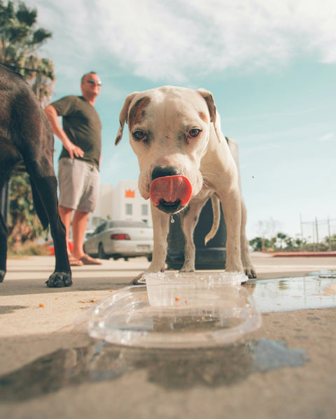 How Do You Protect Your Floors from Dog Water Spills? Try the Gorilla Grip Waterproof Mat - Shop Around The Palm