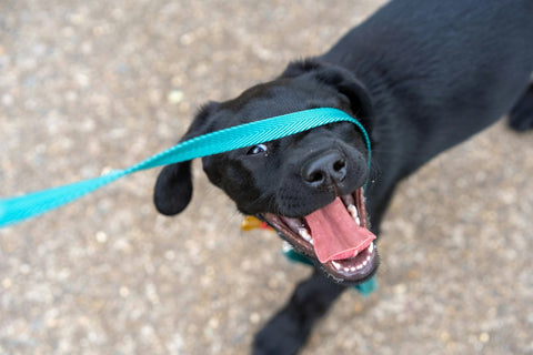 How Do You Stop a Dog from Chewing Through Their Leash? Try This Heavy-Duty Chain Leash! - Shop Around The Palm