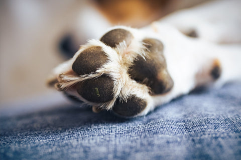 How to Care for Your Dog’s Paws: A Complete Guide - Shop Around The Palm