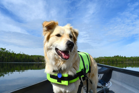 How to Keep Your Dog Safe on the Water - Shop Around The Palm