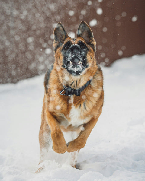 How to Safely Introduce Your Dog to Children in Public Spaces - Shop Around The Palm