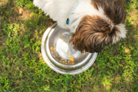 How to Stop Your Dog From Eating Too Fast - Shop Around The Palm