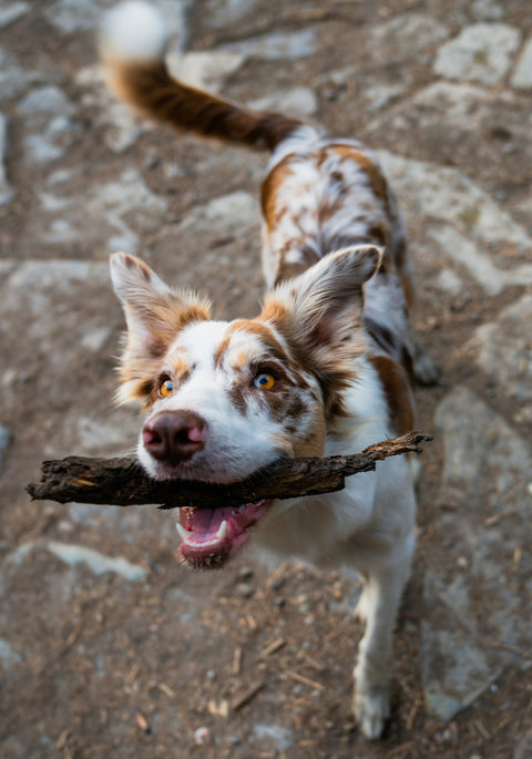 Is There a Durable Fetch Toy for Aggressive Chewers? Try This Monster K9 Boomerang! - Shop Around The Palm