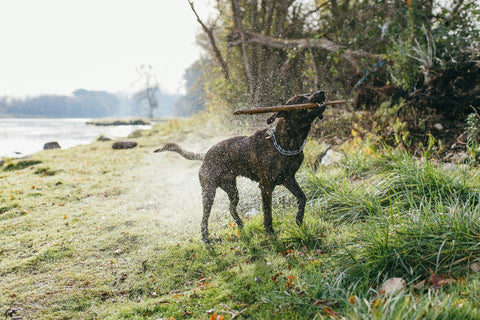 The Best Combo for Safe, Easy Dog Training: Herm Sprenger Prong Collar + Quick Release Attachment - Shop Around The Palm